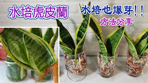 馬蹄蘭水種|【馬蹄蘭種植方法】 馬蹄蘭的綠手指秘笈：種植、施肥、修剪、。